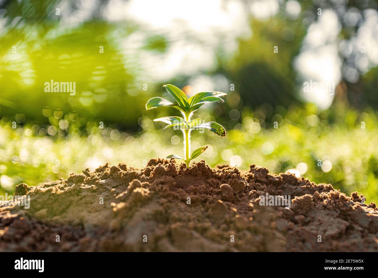 Morgensonne schönes Baumwachstum in der Natur, Konzept des wachsenden Geschäfts und der Erhaltung der Natur Stockfoto