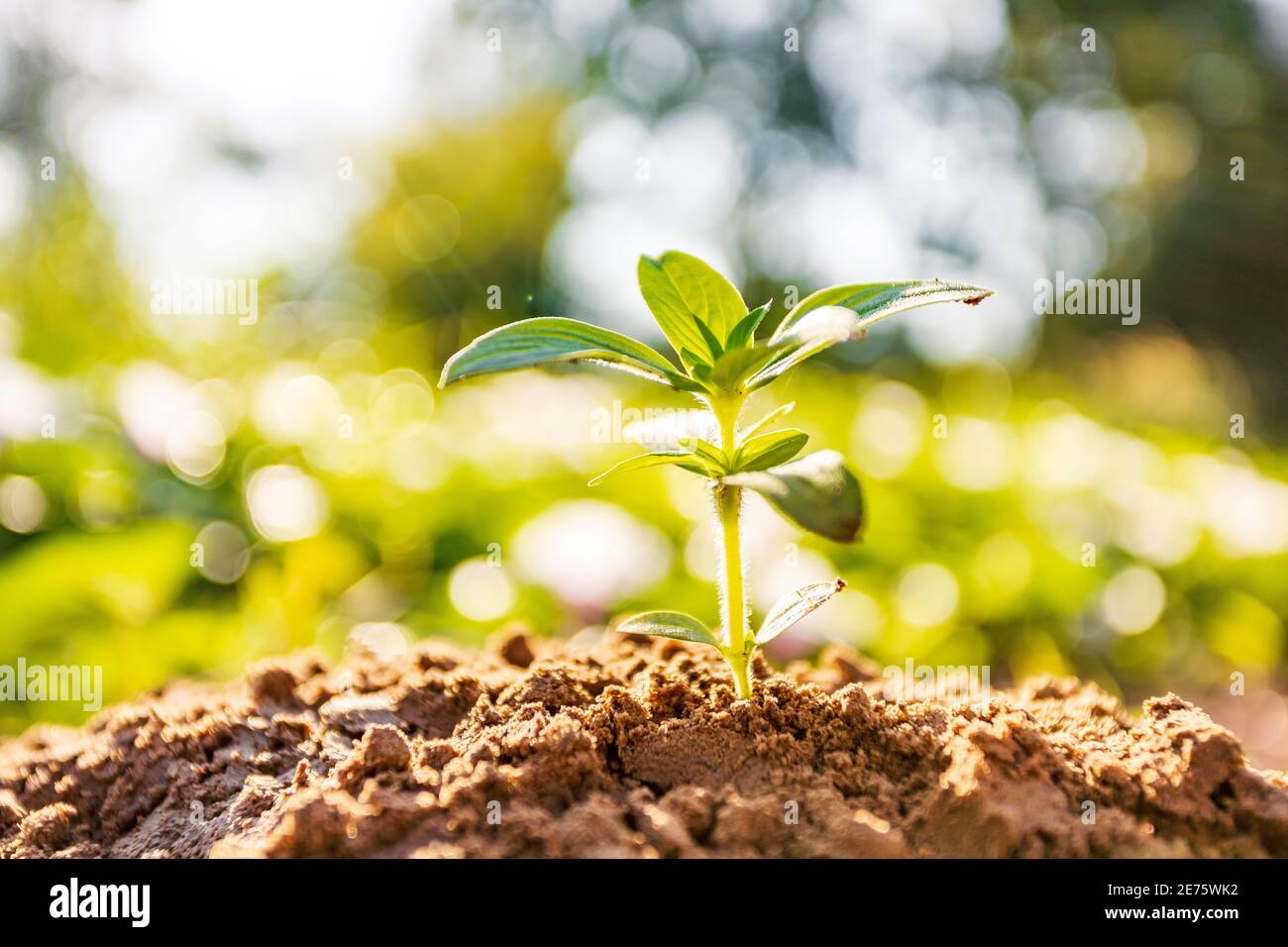 Morgensonne schönes Baumwachstum in der Natur, Konzept des wachsenden Geschäfts und der Erhaltung der Natur Stockfoto