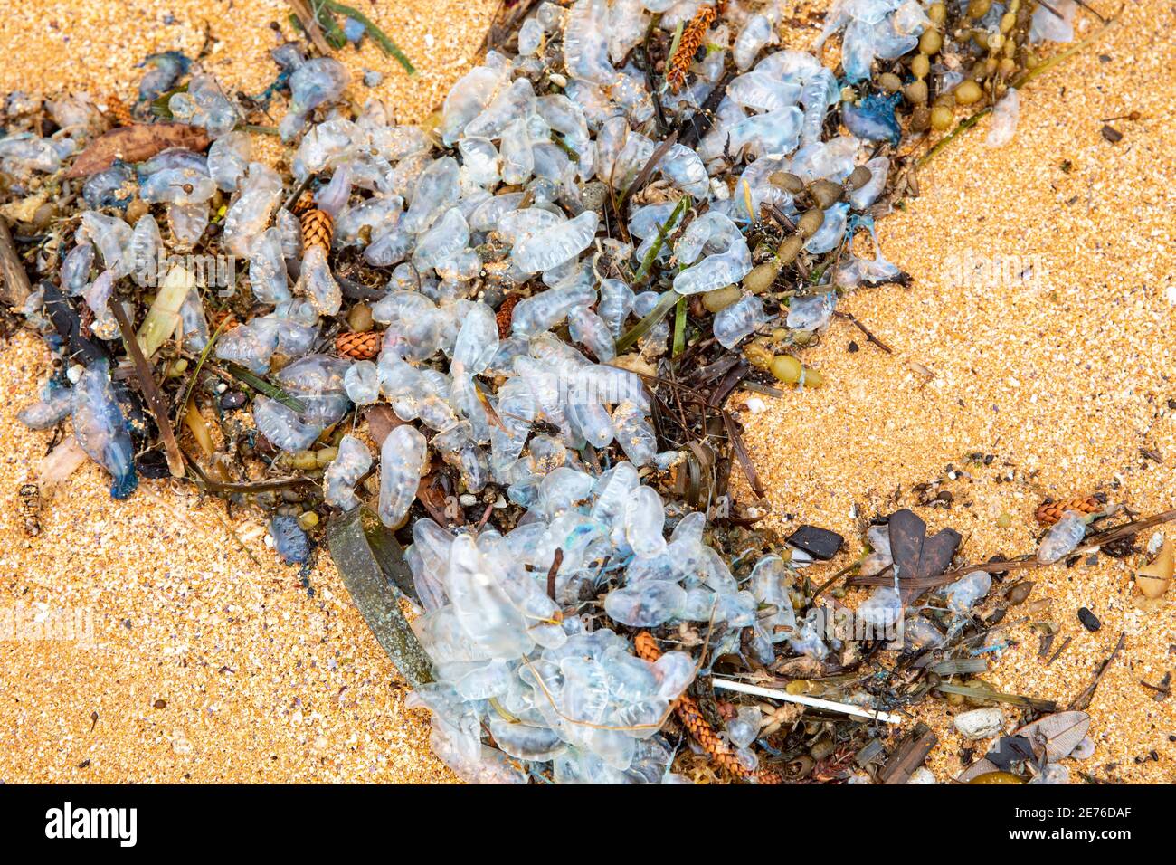 Physalia Uticulus-Blauflaschen wurden an einem Strand in Sydney, NSW, Australien, gewaschen Stockfoto