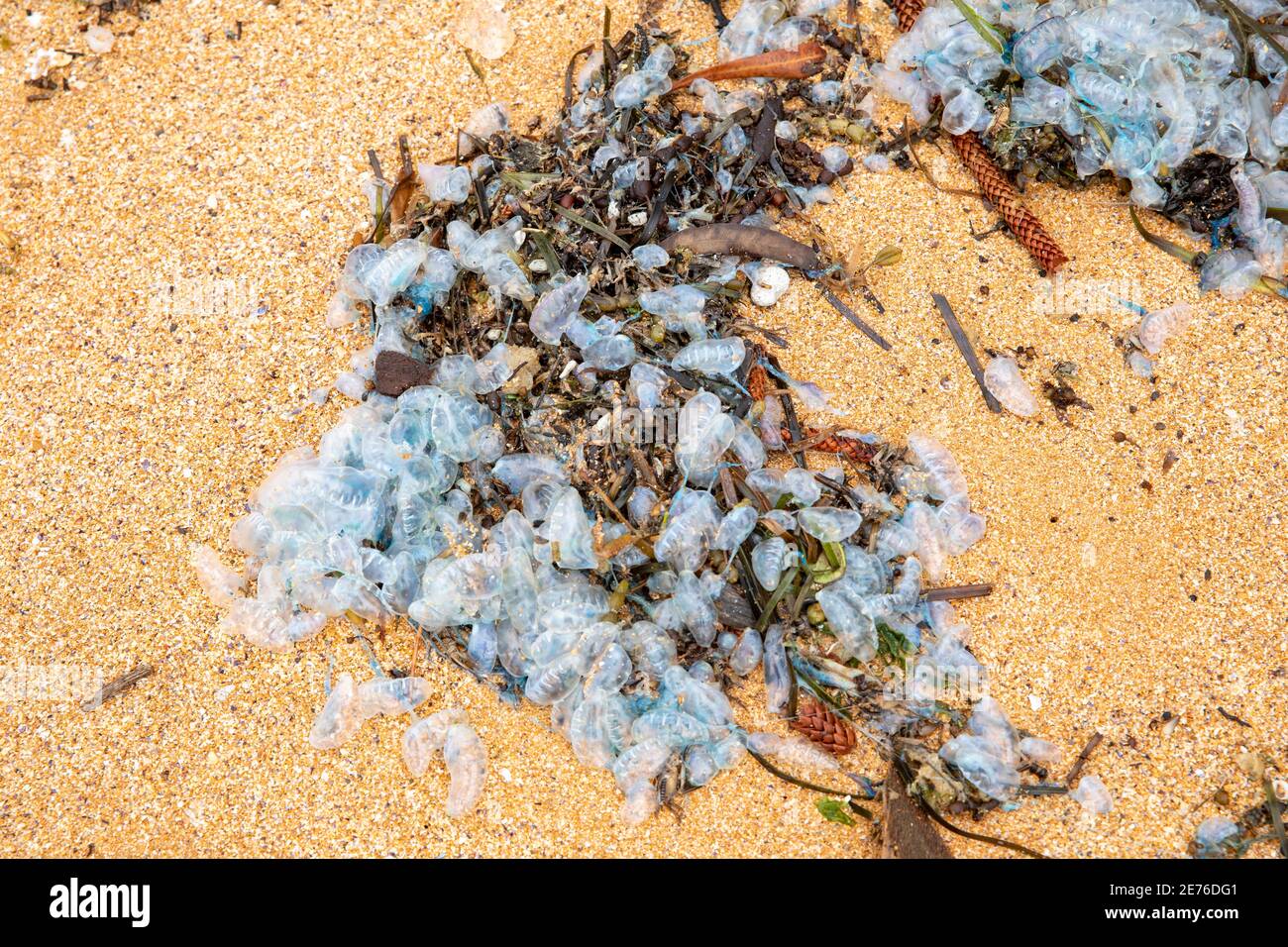 Physalia Uticulus-Blauflaschen wurden an einem Strand in Sydney, NSW, Australien, gewaschen Stockfoto