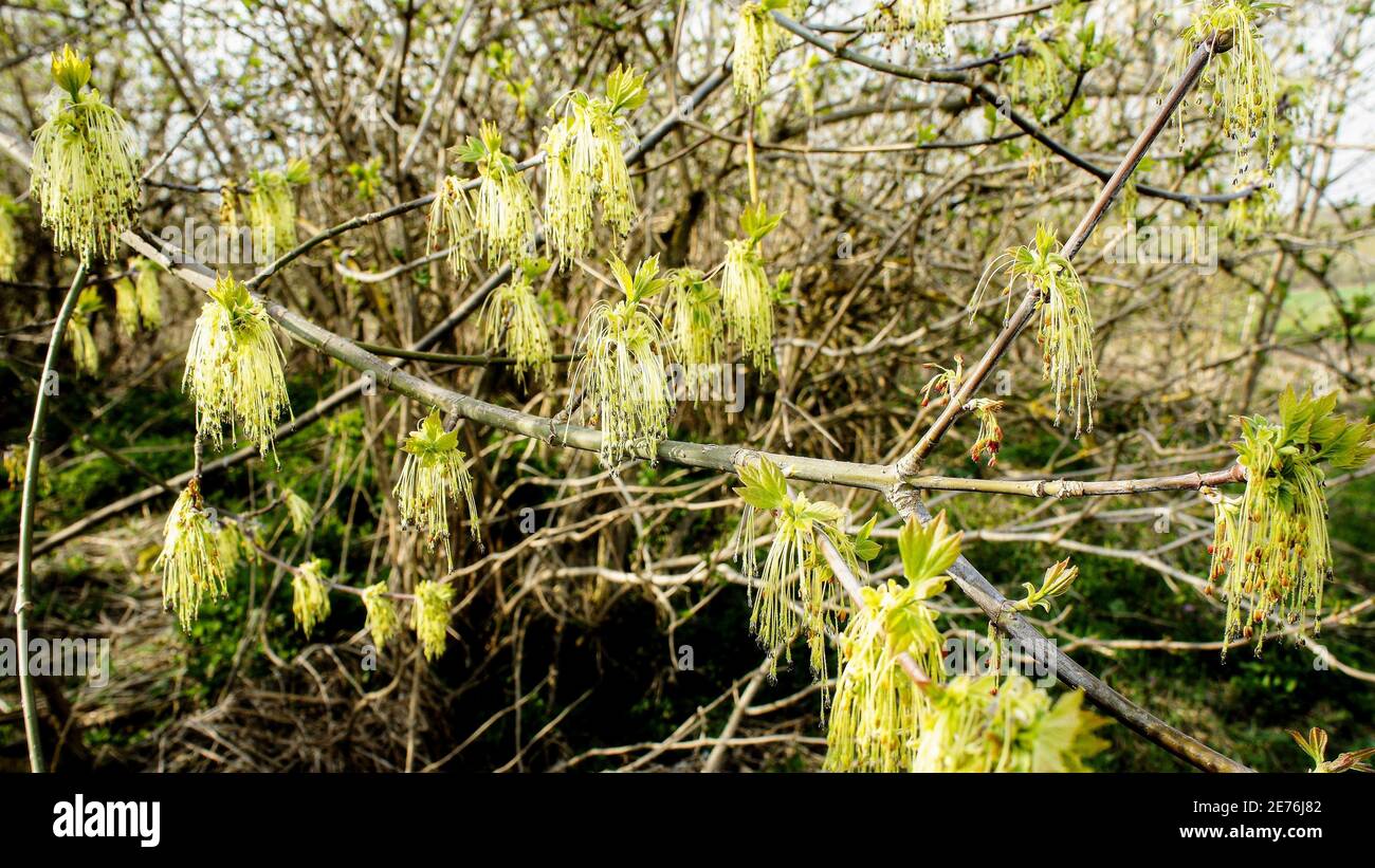 Frühling flauschig die Quasten der Blume und die jungen Sprossen der grünen Blätter des Baumes. Neues Frühlingsleben Stockfoto