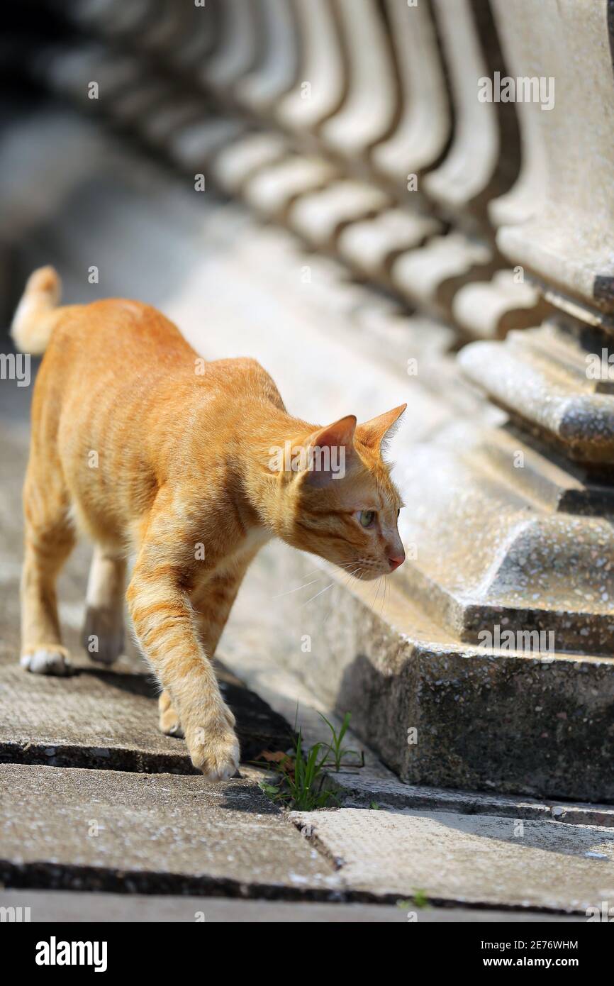 Die orange gestreifte asiatische Katze spaziert im Tempel und schaut am Nachmittag zur Seite. Stockfoto