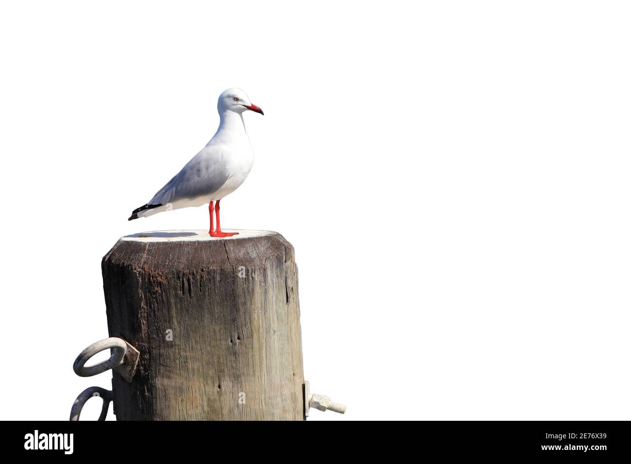 Eine Möwe thront auf einem Holzpfosten auf einem weißen Hintergrund mit einem Pfad. Stockfoto