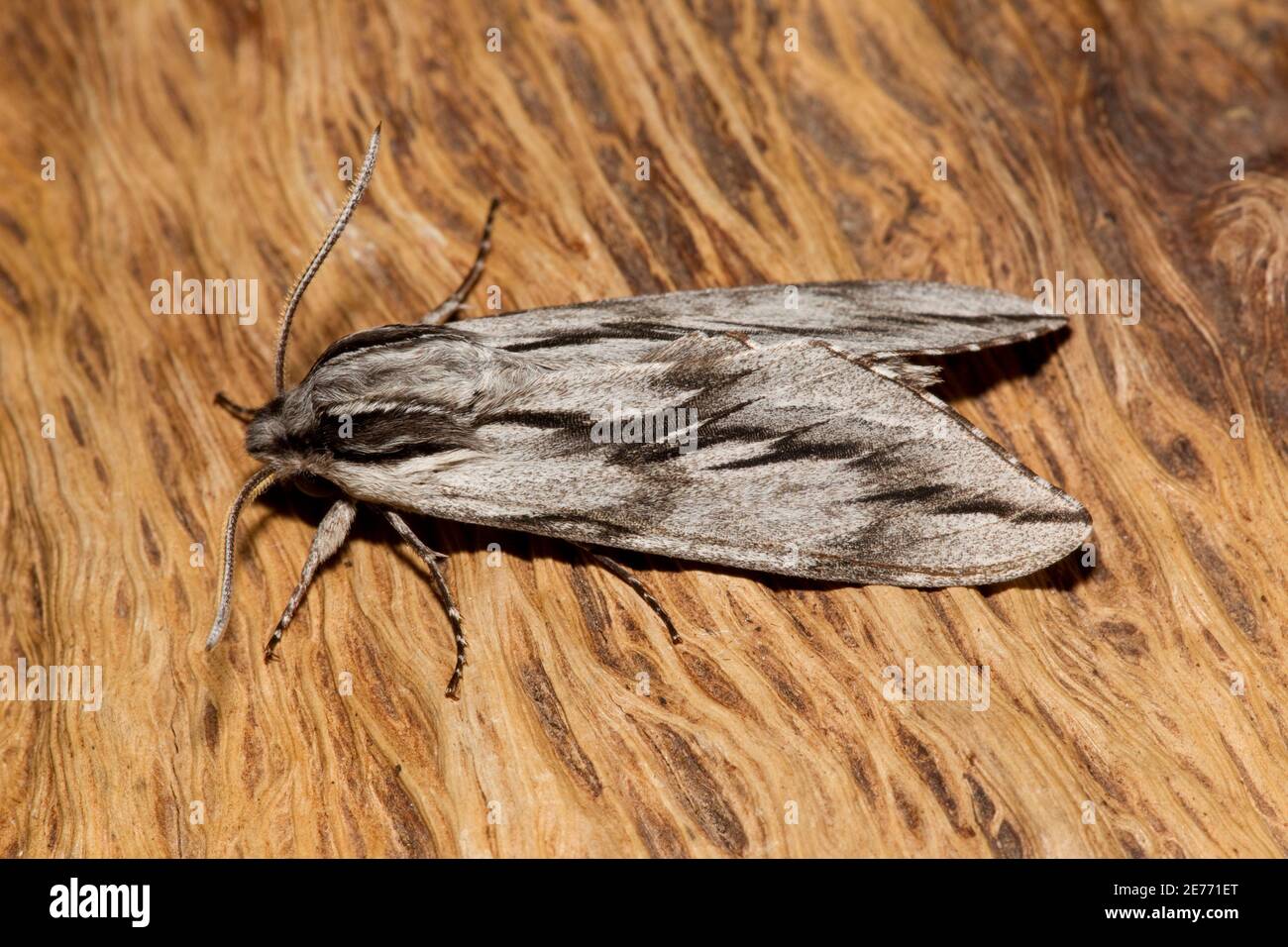 Puppensphinx Moth, Sphinx dollii, Sphingidae. Stockfoto