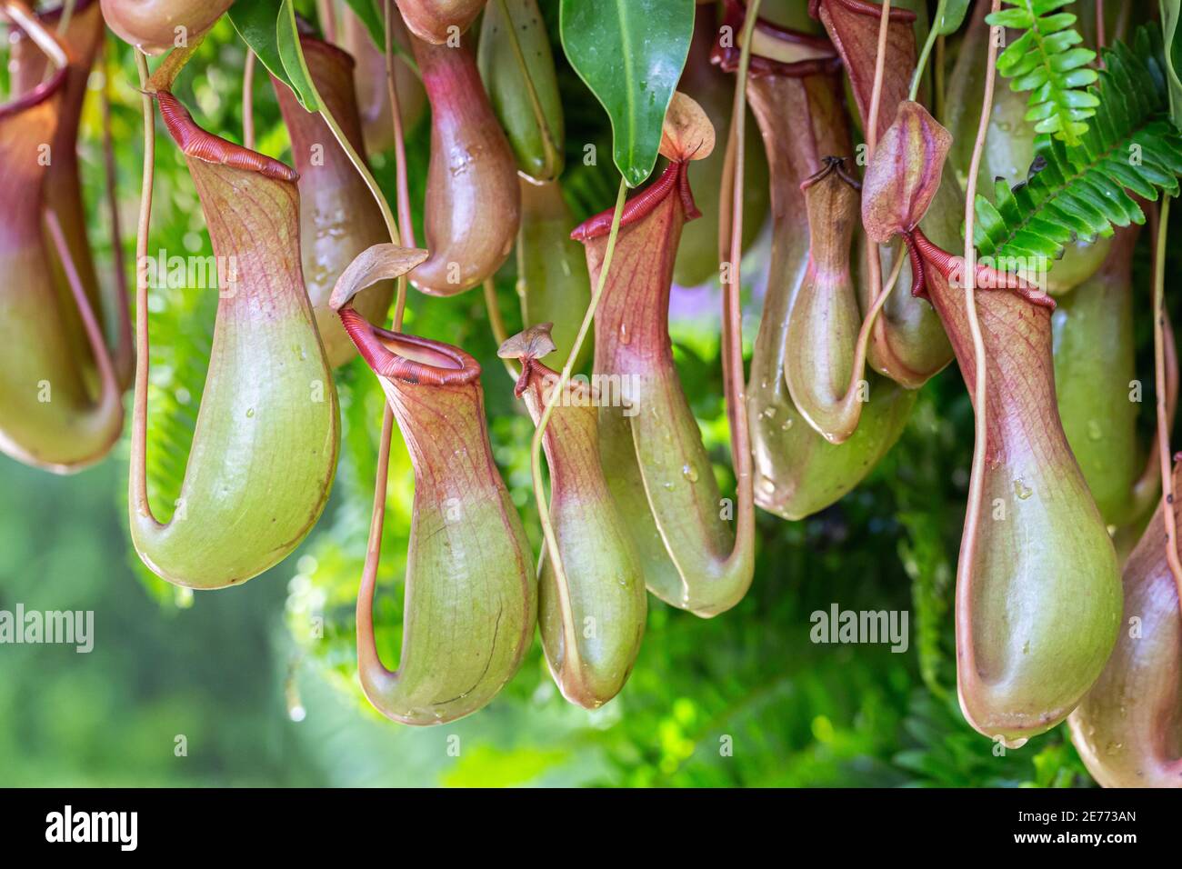 Nepenthes tropische Fleischfresser-Pflanze. Stockfoto