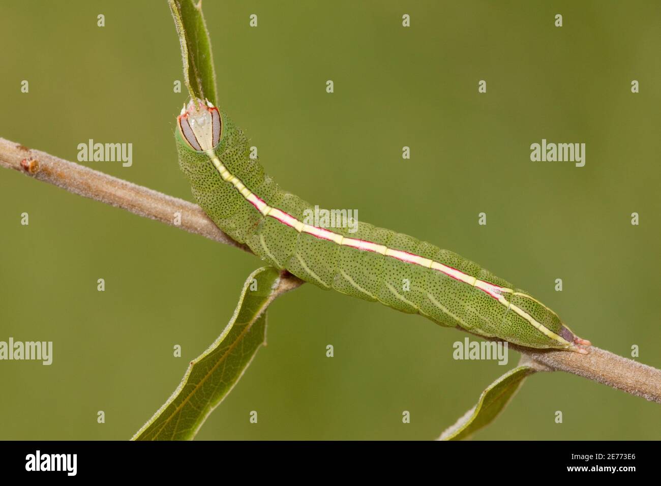 Prominente Moth Larve, Heterocampa ruficornis, Notodontidae. Länge 40 mm. Fütterung von Emory-Eiche, Quercus emoryi. 9-21-14 erhielt eine rötliche Färbung und wir Stockfoto