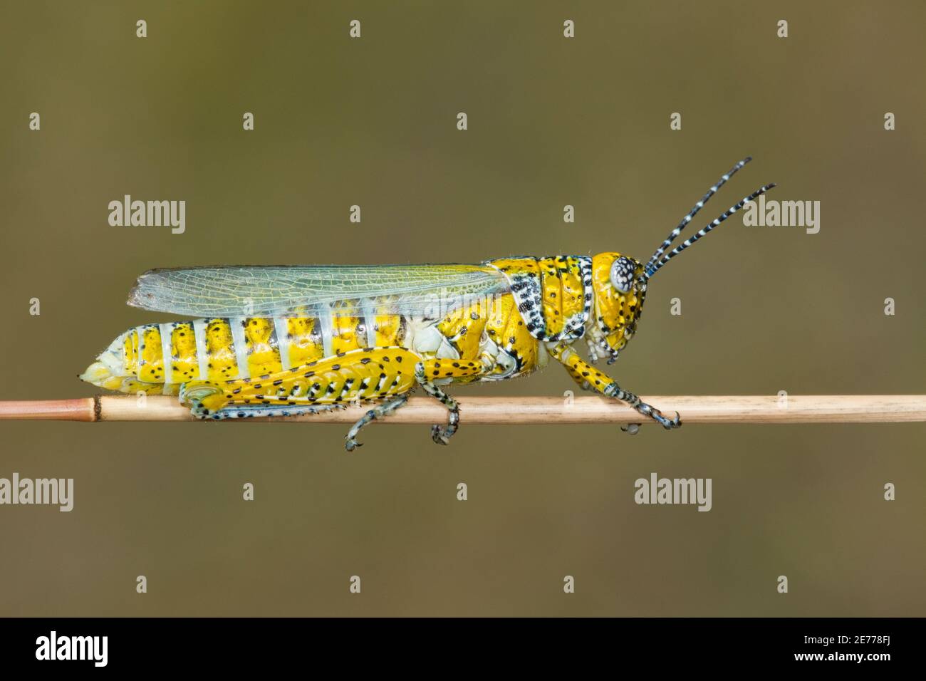 Panther-gepunktete Grasshopper-Hündin, Poecilotettix pantherinus, Acrididae. Stockfoto