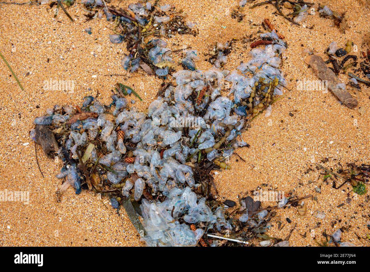 Blauflaschen oder portugiesischer Mann o Krieg liegen auf dem Sand an einem Sydney Strand, NSW, Australien, bekannt für ihre stechenden Tentakeln Stockfoto