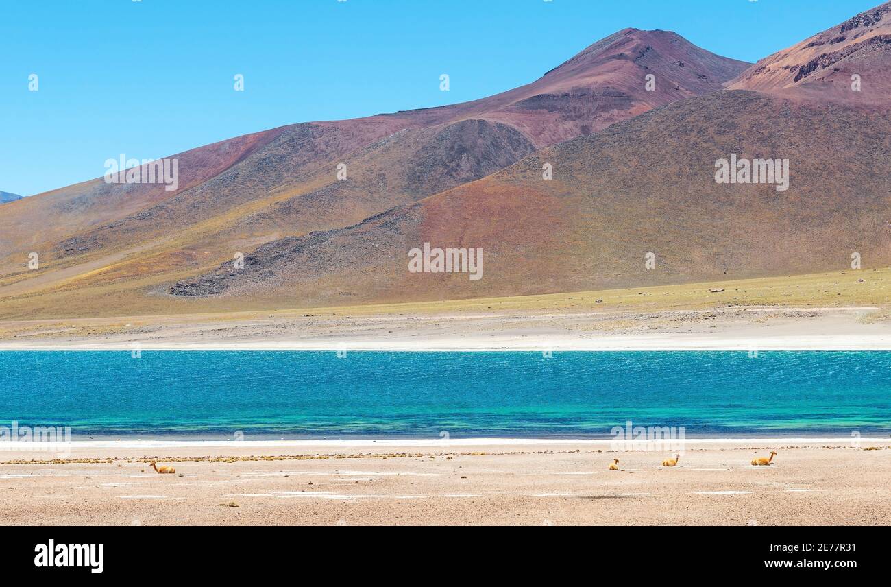 Panorama der Miscanti Lagune mit ruhenden Vicuna (vicugna vicugna), Atacama Wüste, Chile. Stockfoto