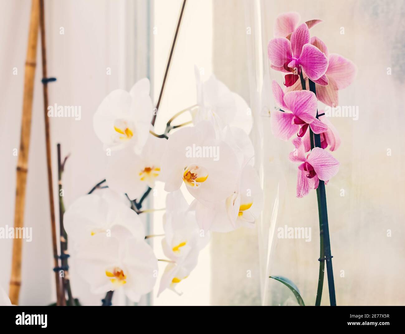 Hübsche blühende, offene weiße und rosa Orchideen auf hellem Hintergrund Stockfoto