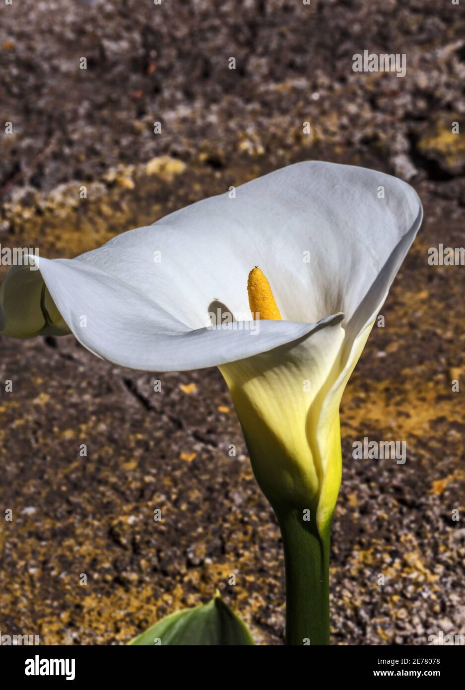 Echte Nahaufnahme offene Blume zarte weiße Calla Lilien am Tag Stockfoto