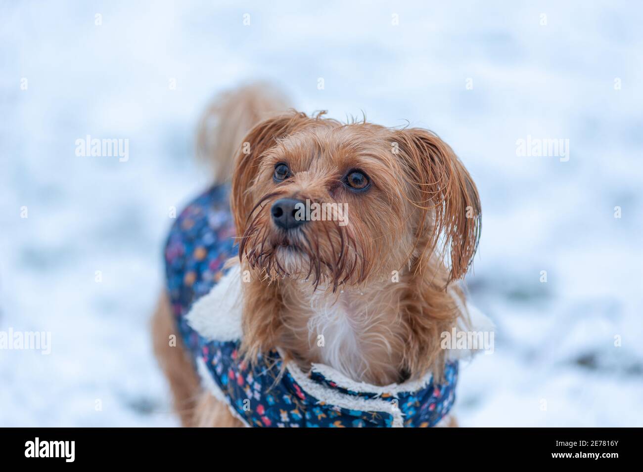 Nahaufnahme eines Yorkshire Terrier im Schnee Stockfoto