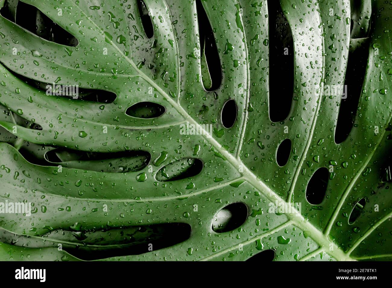 Hintergrund, Textur aus tropischen Palmblättern Monstera mit Regentropfen, Tau. Flach liegend, Draufsicht. Stockfoto