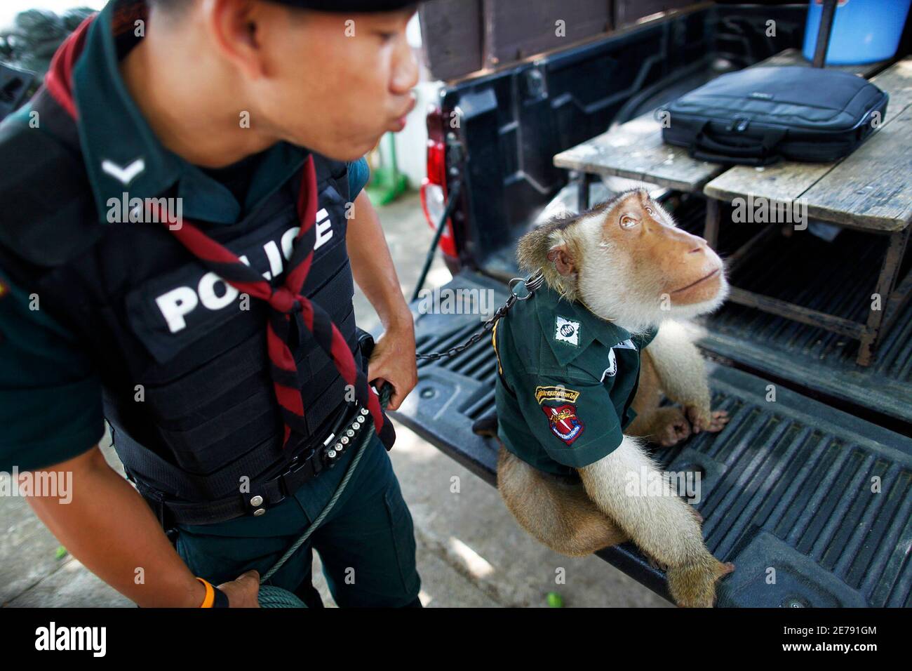 Santisuk ("Frieden" in thailändischer Sprache), ein fünf Jahre altes Schwein-tailed Macaque Affen hat ein Polizei-Shirt sitzt auf der Rückseite einen patrouillierenden Fahrzeug Buri Bezirk in Yala Provinz im Süden Thailands 1. April 2010. Der Affe, der gefunden wurde verletzt und vom örtlichen Polizisten, geht jeden Tag zur Verbesserung der Kraft der Bild und Beziehungen zur Bevölkerung in unruhigen überwiegend muslimischen Provinz, in Uniform auf Streife gekleidet, sagte Polizisten, die das Tier Mensch. Separatisten sind für den Großteil der Angriffe auf überwiegend muslimischen tief im Süden Thailands, Schuld, die oft Ziel von Buddhisten und Musl Stockfoto