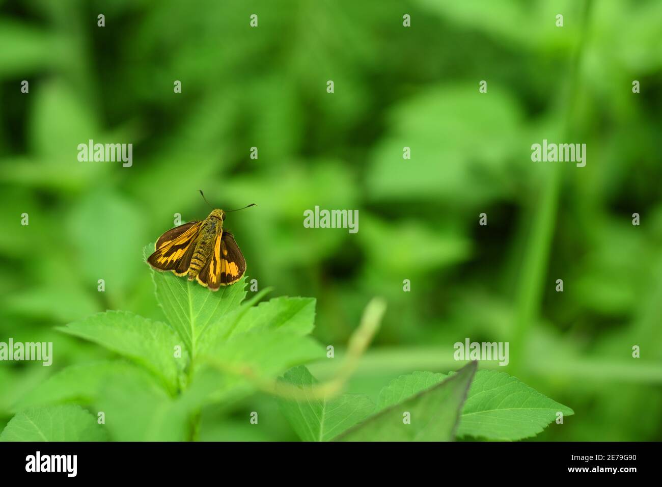 Orange Gras Skipper Rest auf grünem Laub Stockfoto