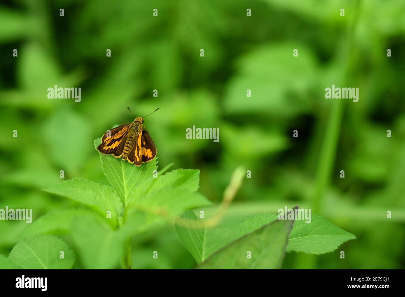 Orange Gras Skipper Rest auf grünem Laub Stockfoto