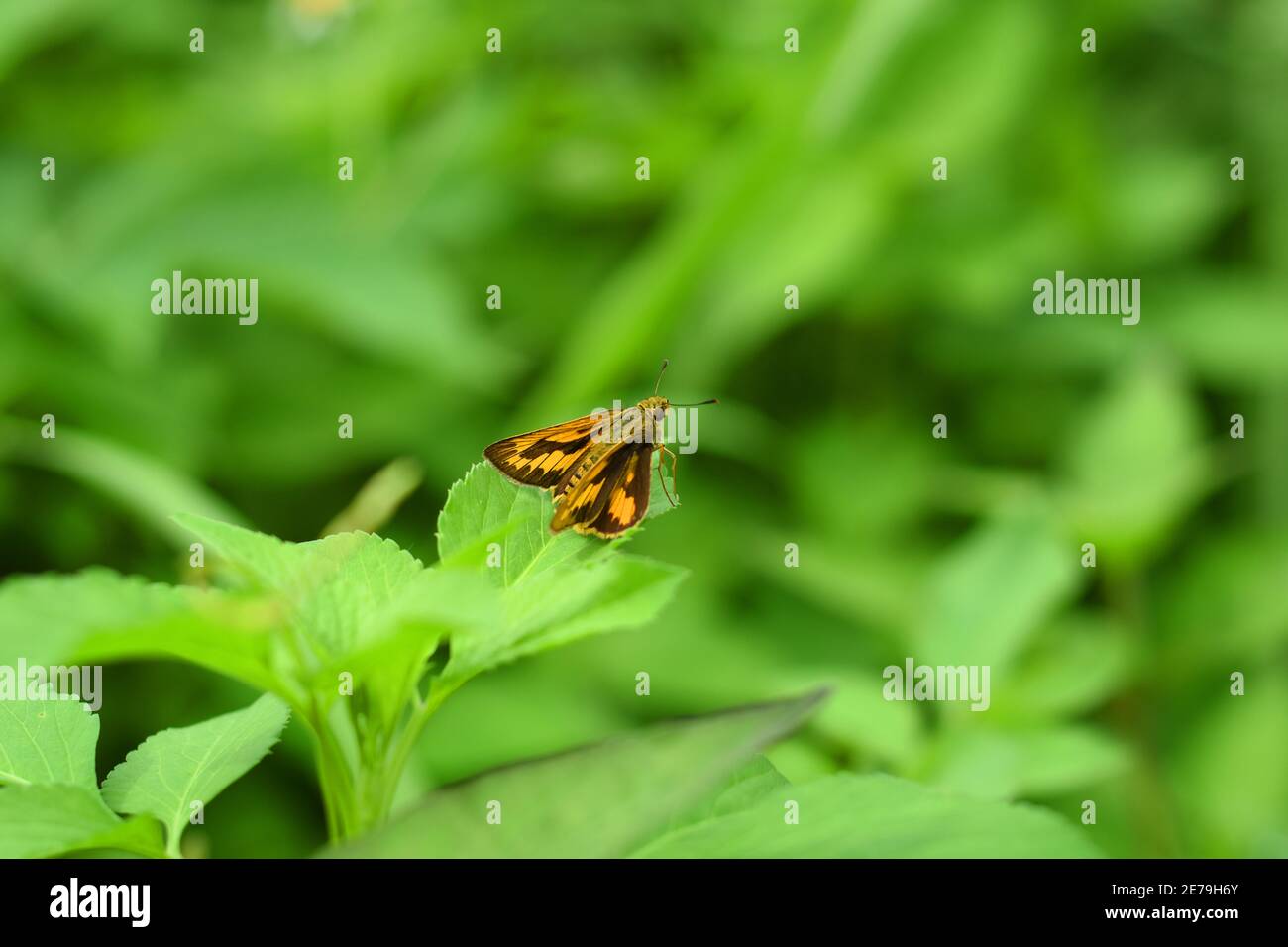 Orange Gras Skipper Rest auf grünem Laub Stockfoto