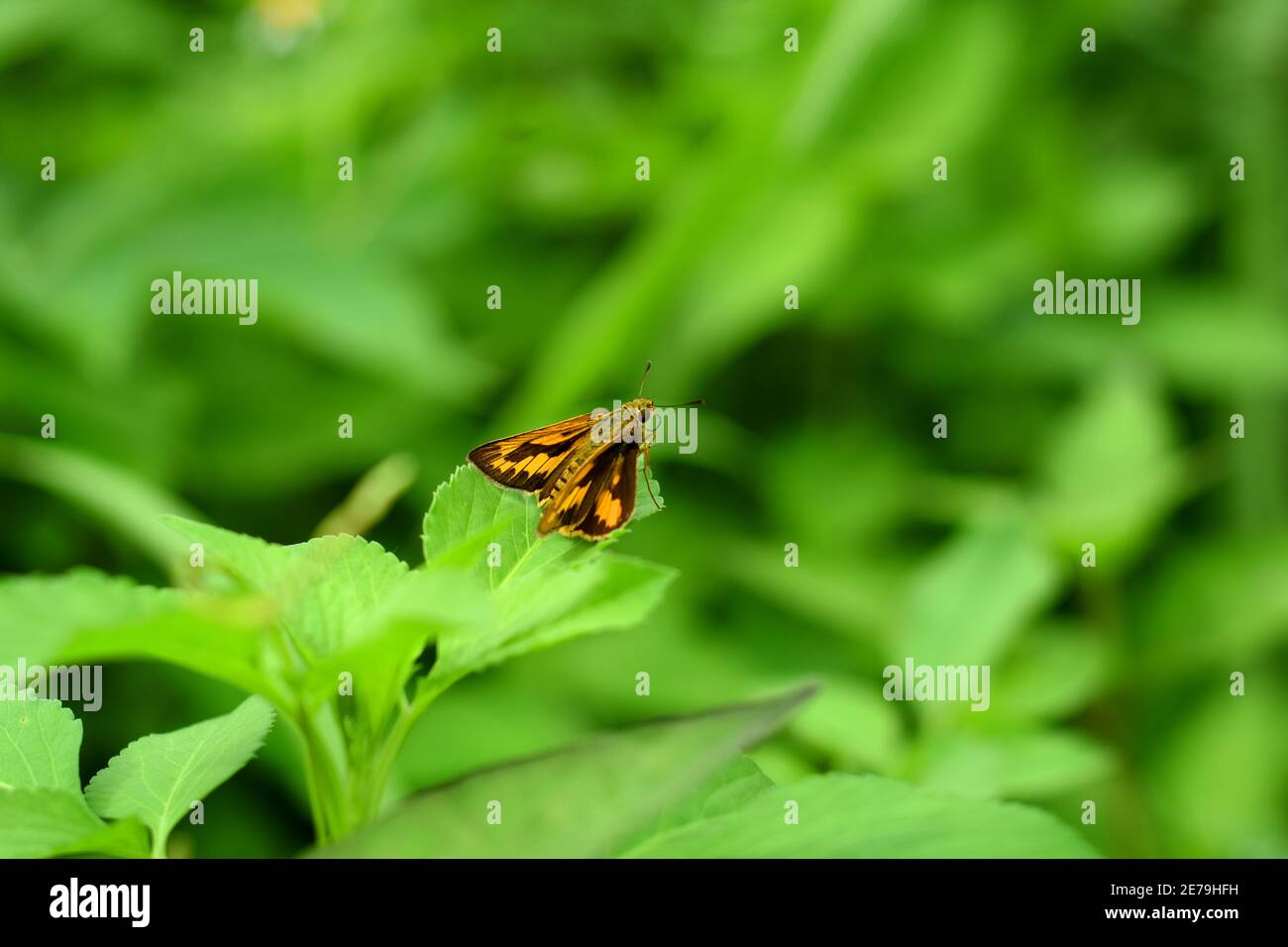 Orange Gras Skipper Rest auf grünem Laub Stockfoto