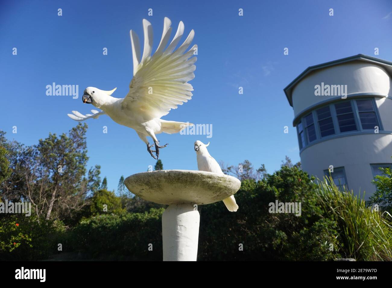 Kakadu anmutig Ausziehen von einem Brunnen Top Stockfoto