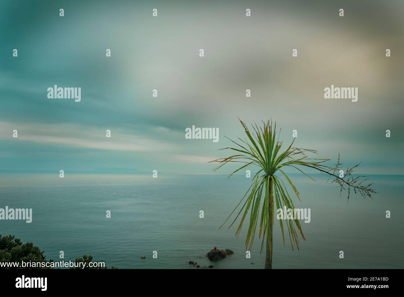 Meer und Horizont und Tatty Kohlbaum auf Mount Maunganui am bewölkten Morgen vor Sonnenaufgang. Stockfoto