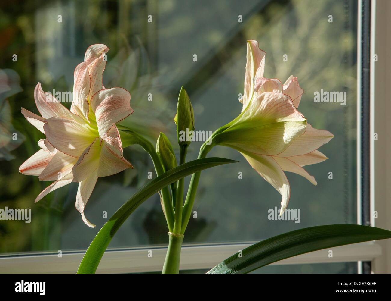 Amaryllis Hauspflanze, Topfpflanze, wächst drinnen auf einer Fensterleiste Stockfoto