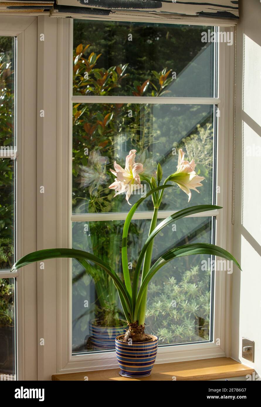 Amaryllis Hauspflanze, Topfpflanze, wächst drinnen auf einer Fensterleiste Stockfoto