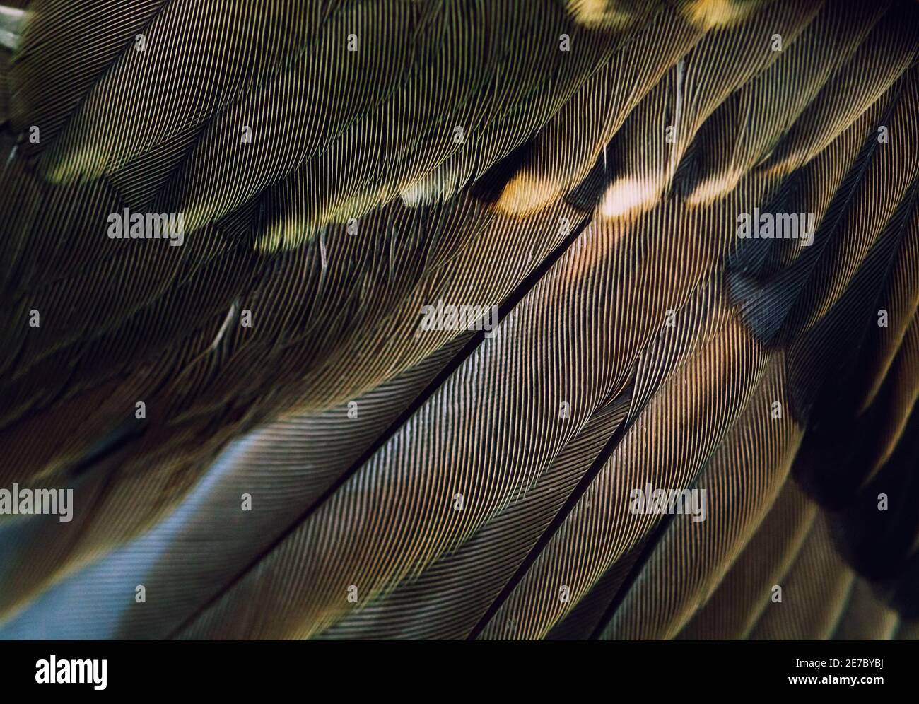 Der Flügel des Vogels Nahaufnahme. Stockfoto