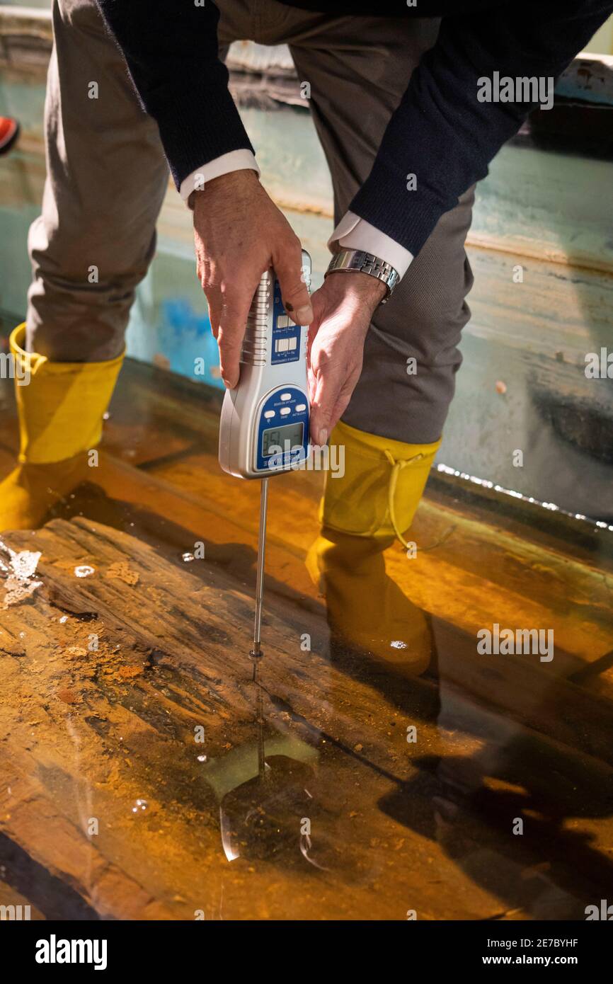 Detail eines Mannes Hände mit einem Sklerometer, um die Härte des alten Holzes zu messen. Stockfoto