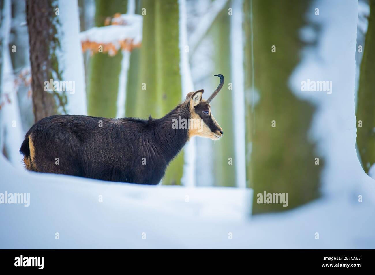 Bergkämchen im verschneiten Wald des Luzickych-Gebirges, das beste Foto. Stockfoto