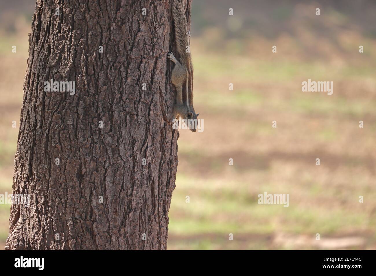 Ein Eichhörnchen auf der Rinde eines Baumes sitzen sehen, indien-Asien Stockfoto
