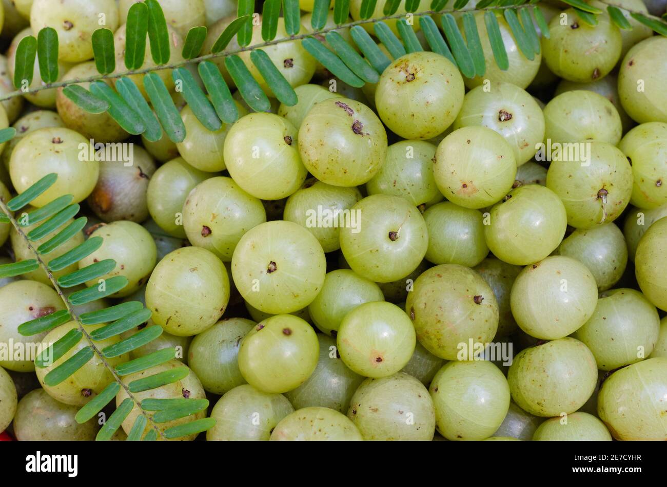 Frische Bio-indische Stachelbeere oder Emblic (botanischer Name ist Phyllanthus Emblica) ist die tropische Frucht. Stockfoto