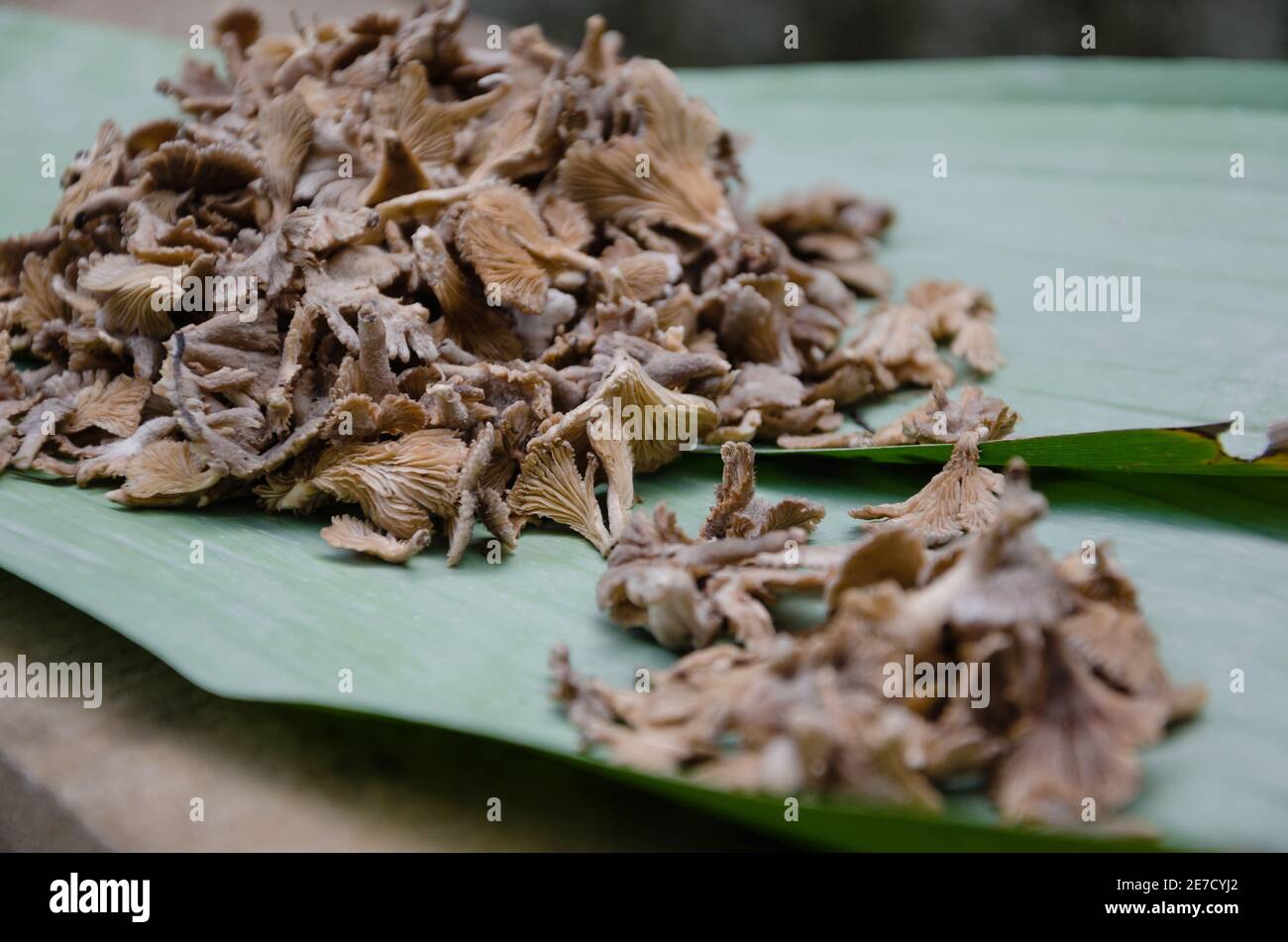 Braune Pilze aus dem südlichen Tropenwald von Thailand und ist einer der guten natürlichen Zutaten für Lebensmittel Kochen. Stockfoto