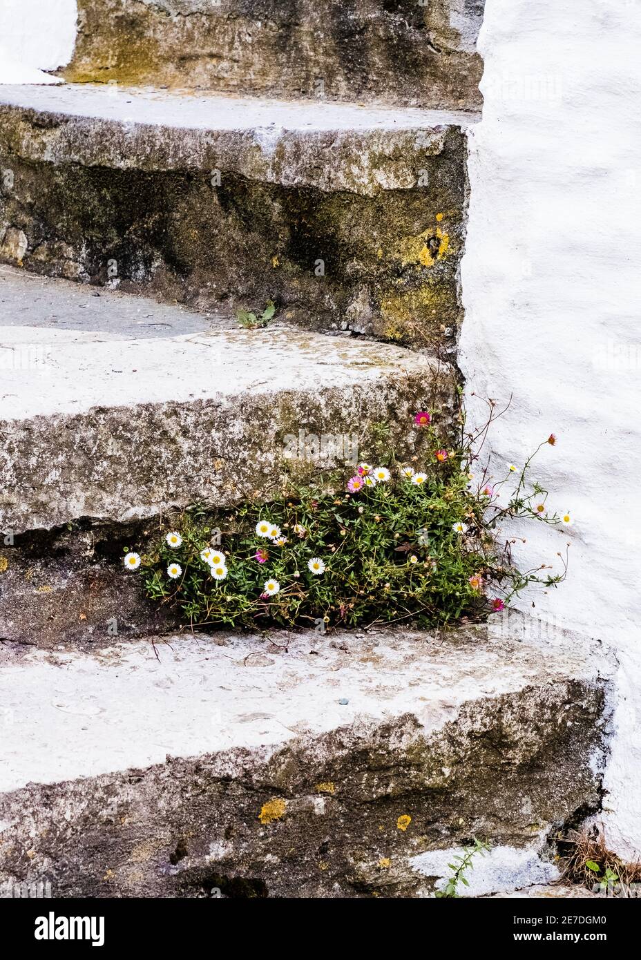 Unkraut wächst durch Betonstufen in Cawsand, Devon. Stockfoto