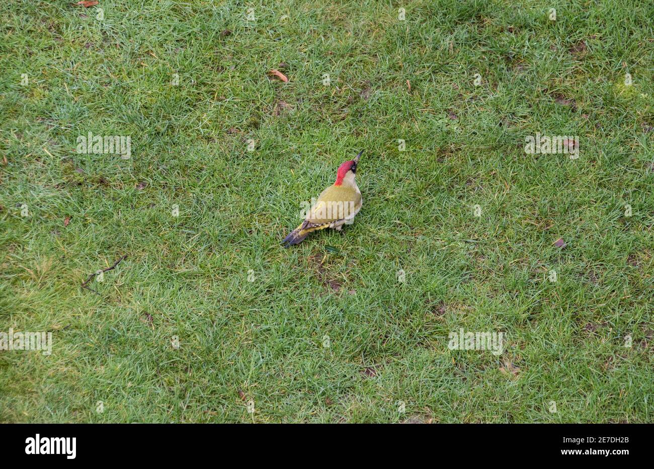 Grünspecht (Picus viridis) auf einem Rasen Stockfoto