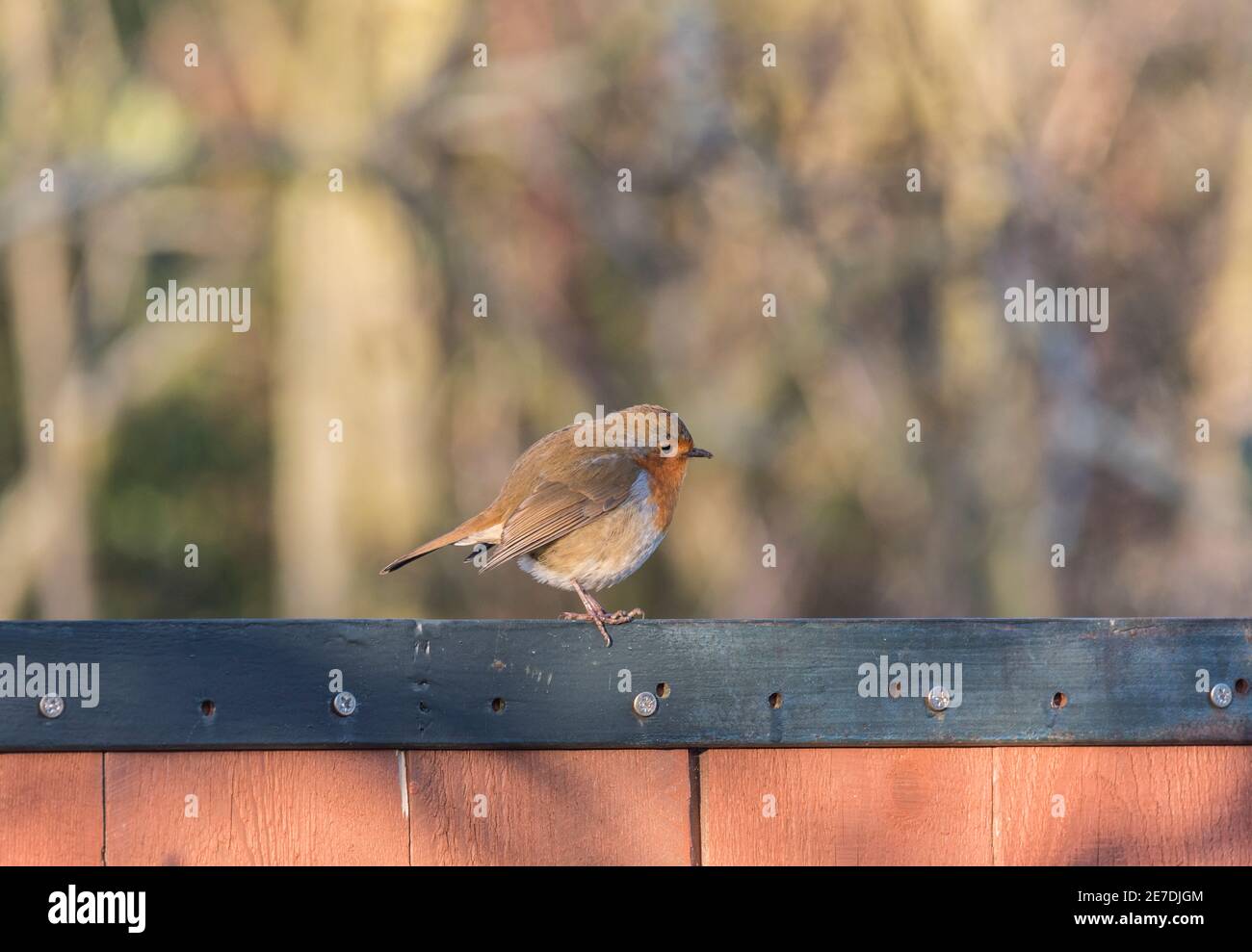 Robin (Erithacus rubecula) auf einem Zaun Stockfoto