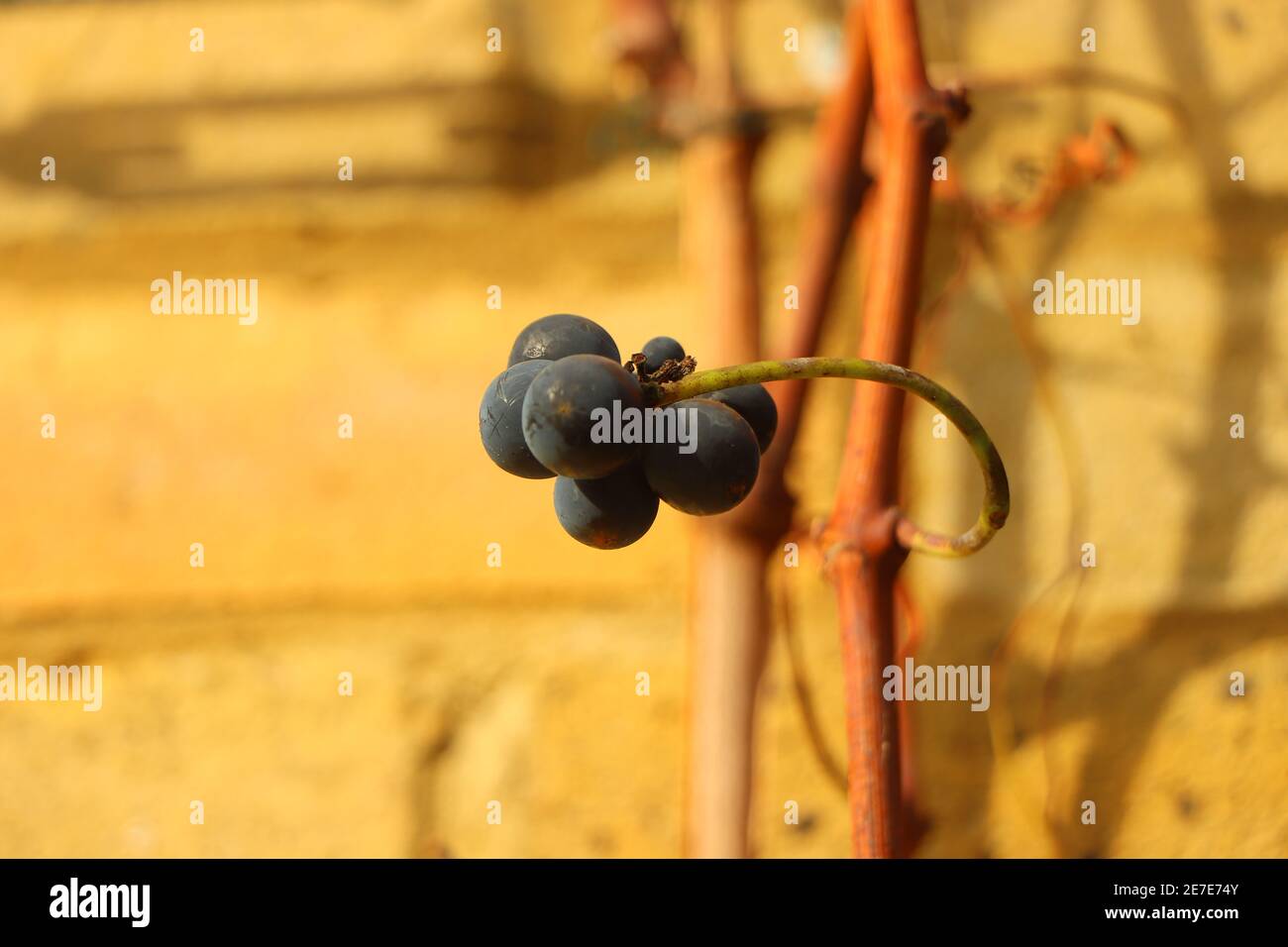 Homegrown fruit and vegetables sitting on the counter top Stockfoto