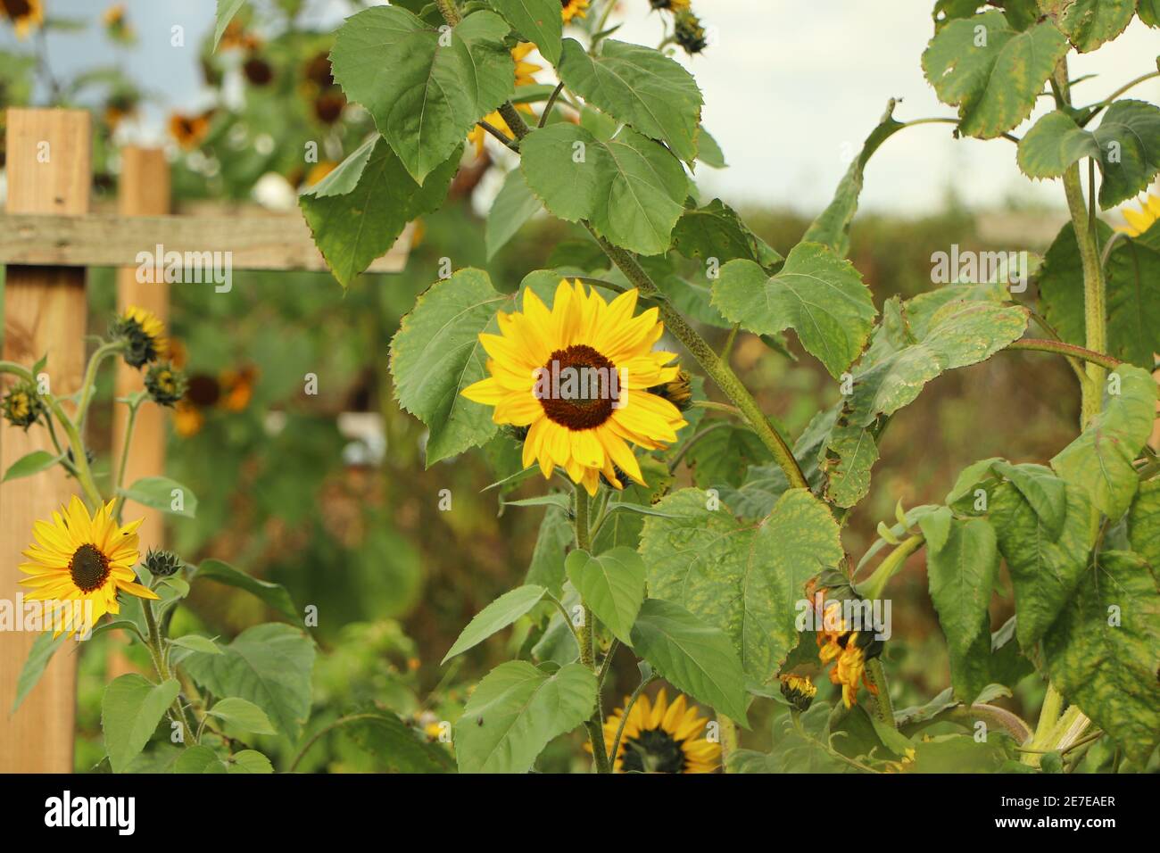 Sonnenblumen auf einem Bauernhof in Hertfordshire Stockfoto