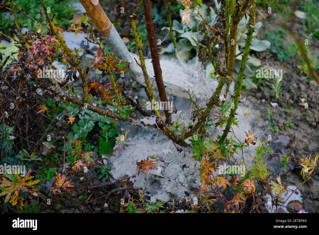 Pflanzen im Garten mit Brennholz Asche düngen Stockfoto