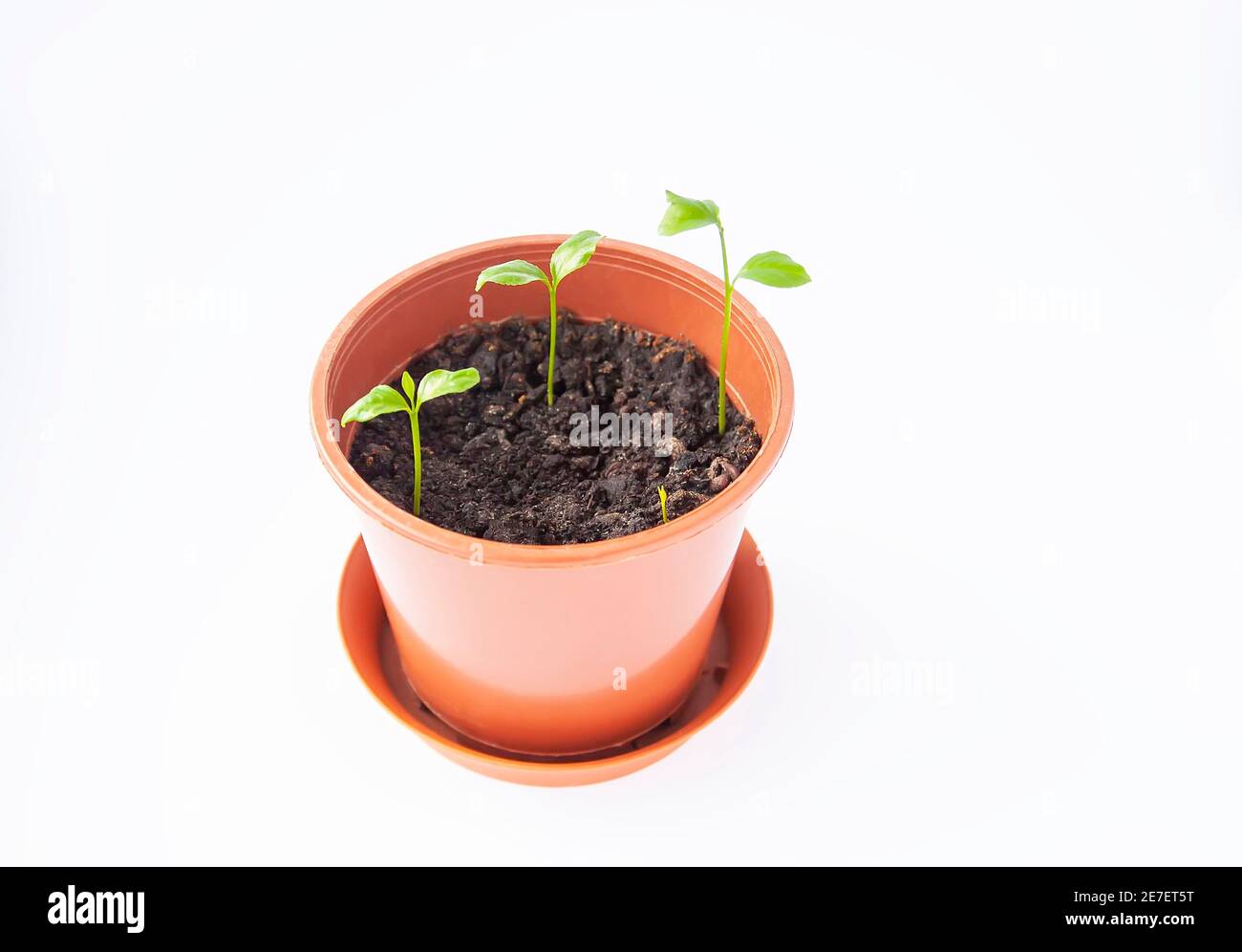 Gekeimte Mandarinen in einem Blumentopf aus nächster Nähe auf weißem Hintergrund. Grüne Mandarinenpflanzen. Stockfoto