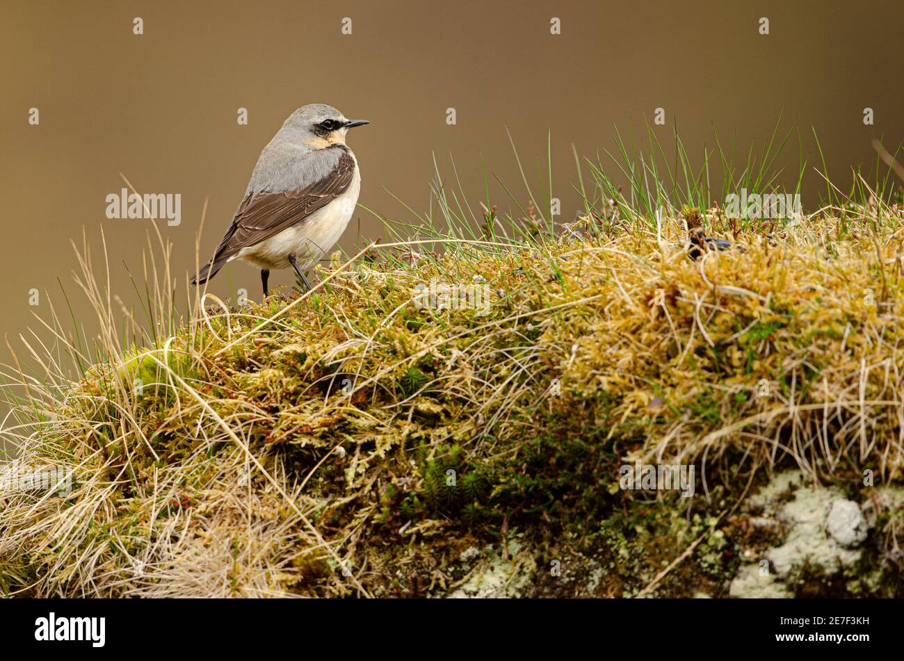 Männlicher Wheatear auf moosiger Bank. Stockfoto