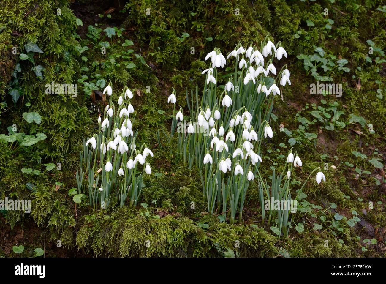 Schneeglöckchen wachsen auf einem moosigen Ufer im Wald Galanthus nivalis Stockfoto