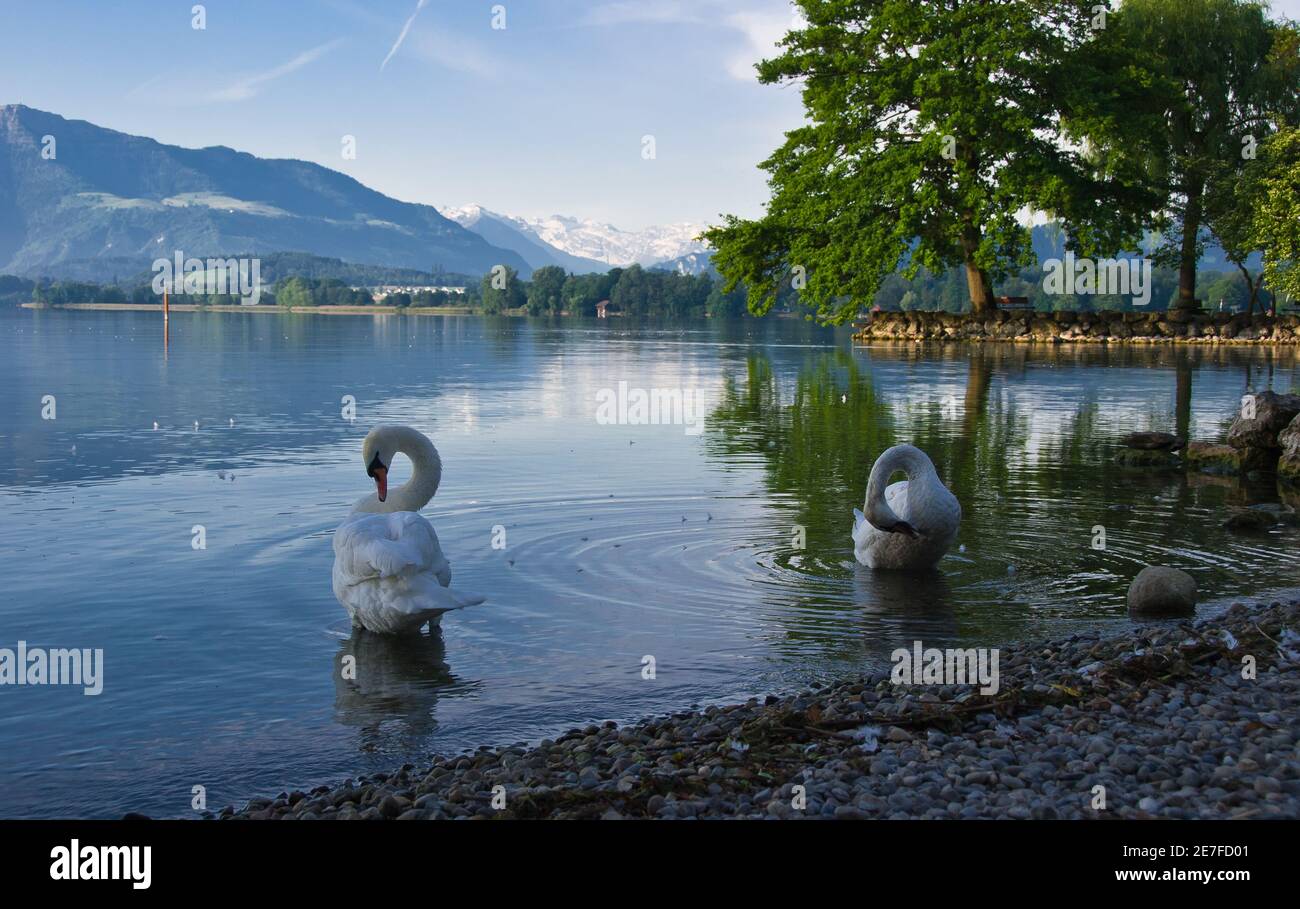 Mute Swan - Cygnus olor, Junge von schönen großen weißen Wasservogel aus europäischen Seen und Süßwasser, Schweiz. Stockfoto