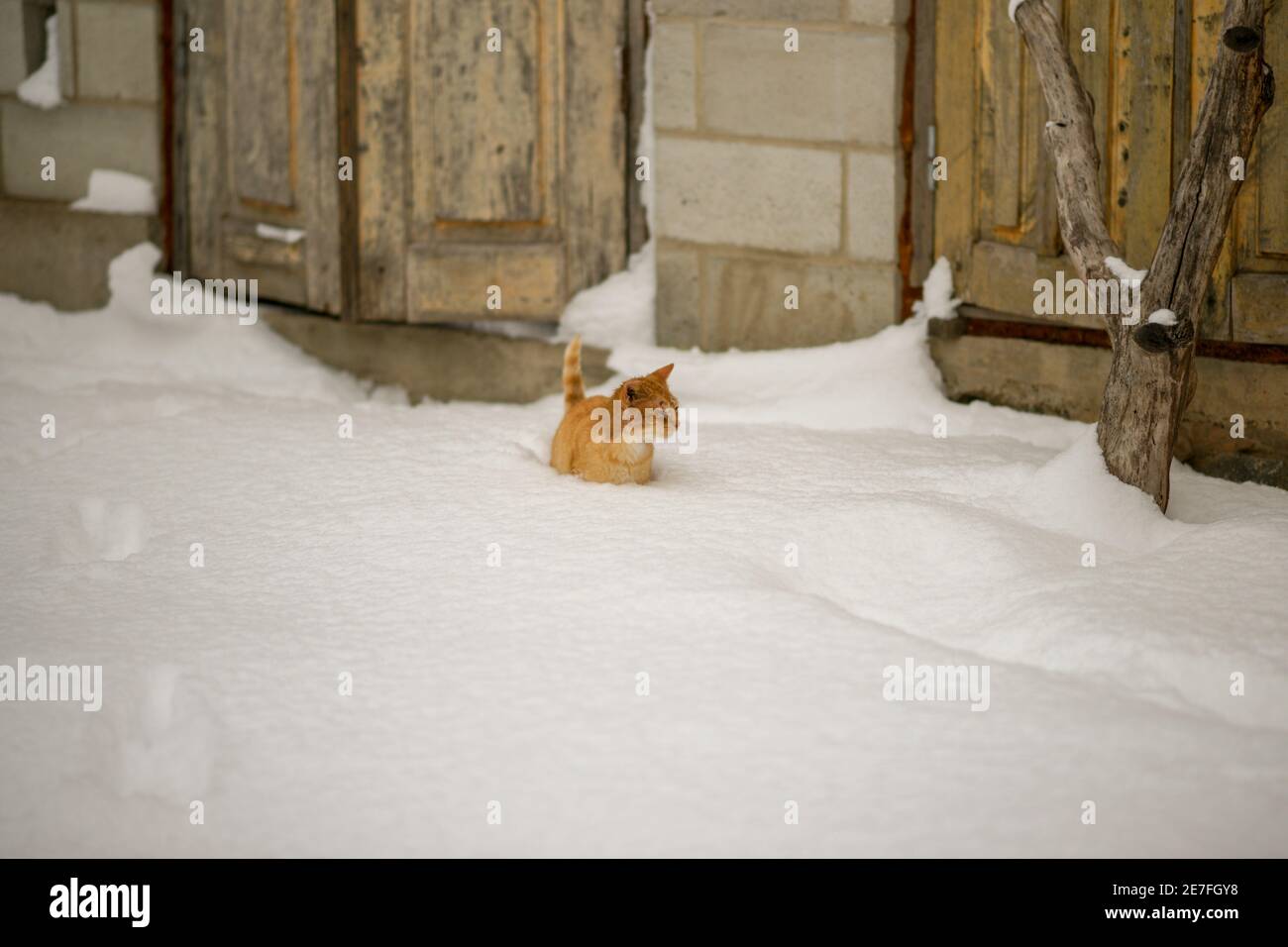 Ingwer Katze läuft im tiefen Schnee. Schwimmen im Winter Stockfoto