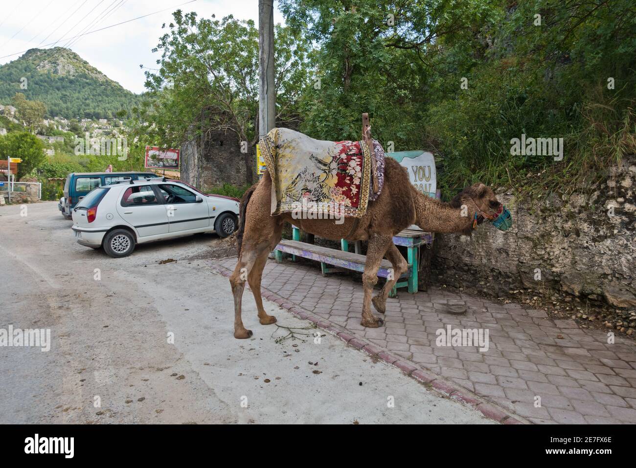 Kamel auf einem Parkplatz in der Nähe von Kayakoy Dorf und Oludeniz Strand, Fethiye, Türkei geparkt Stockfoto