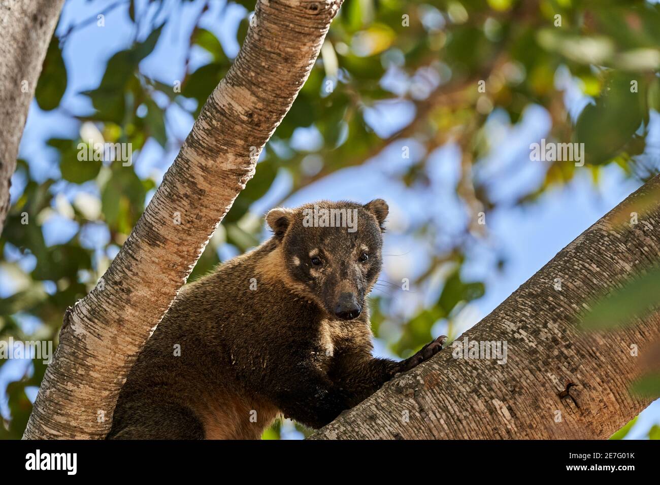 Coati, Nasus Nasus, der durch den Baum A klettert im südlichen Pantanal Brasiliens sieht ein Coati wie ein kleiner Bär oder fast wie ein Waschbär aus Stockfoto
