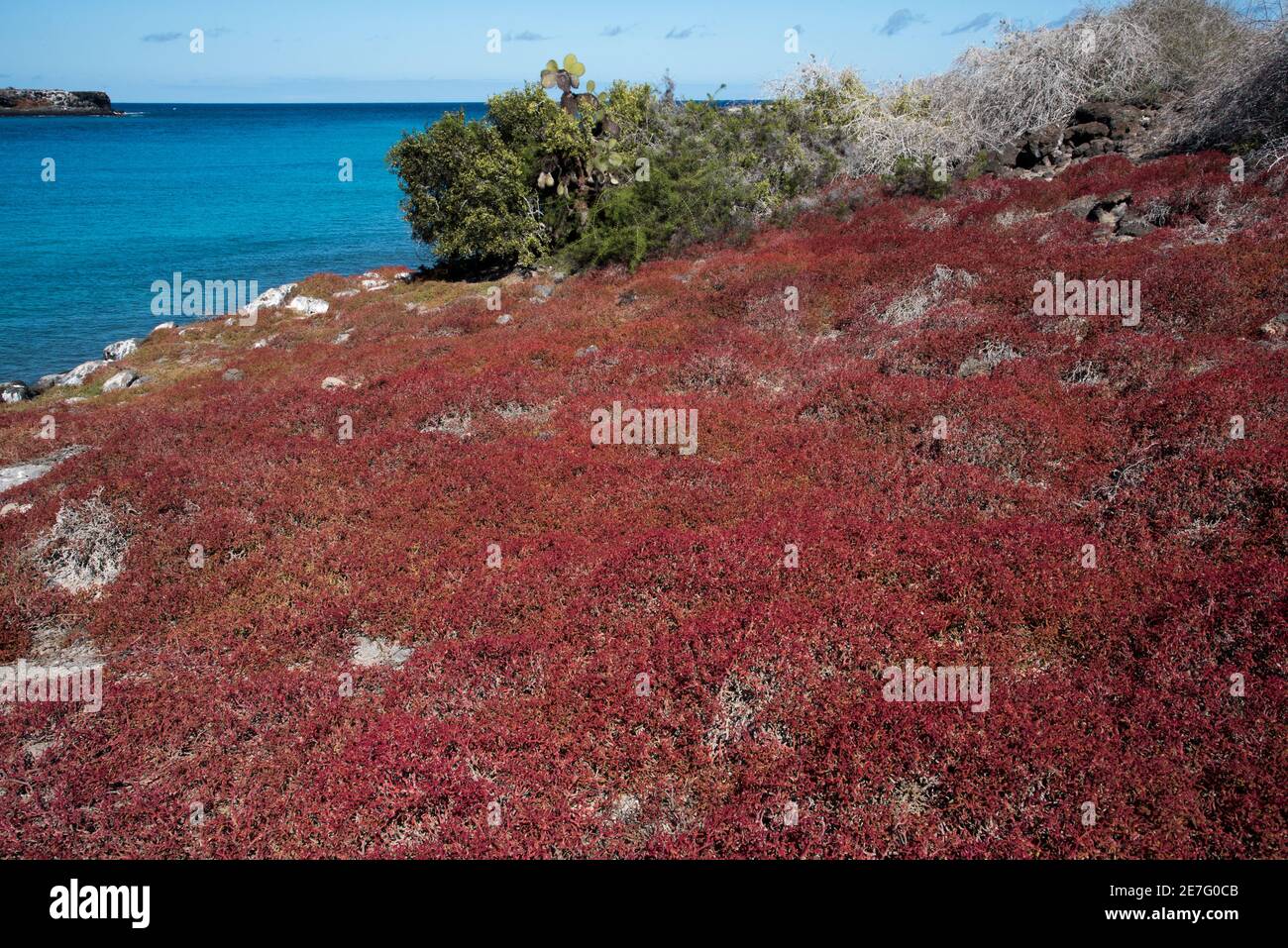 Roter Galapagos Teppich Unkraut bedeckt die flache Insel South Plaza im Galapagos Archipel. Stockfoto