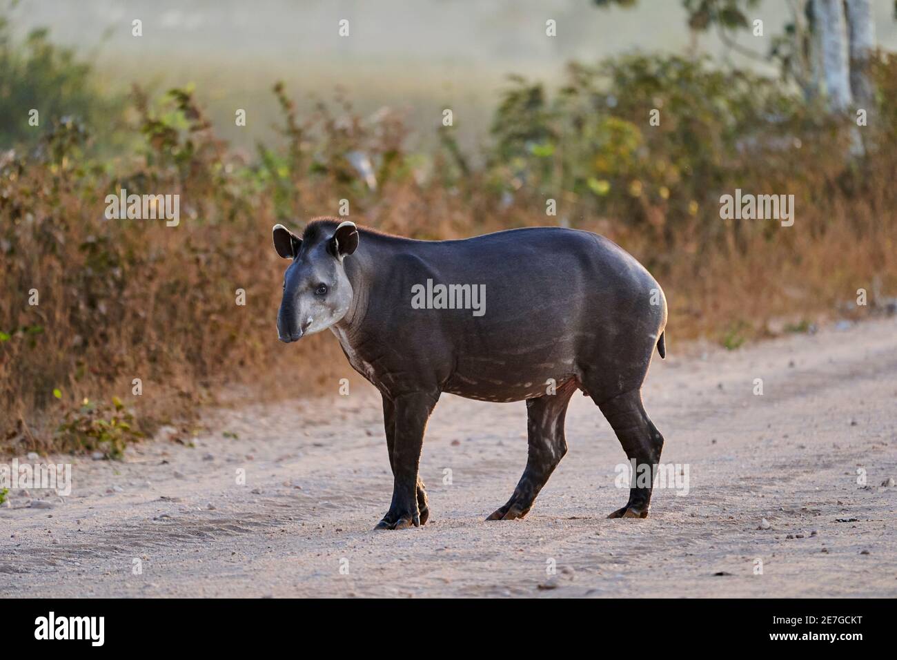 Südamerikanischer Tapir, Tapirus terrestris, auch brasilianischer, amazonischer, Mähne oder Flachlandtapir genannt, auf der Transpantaneira nach Porto Jofre im Feuchtgebiet Stockfoto