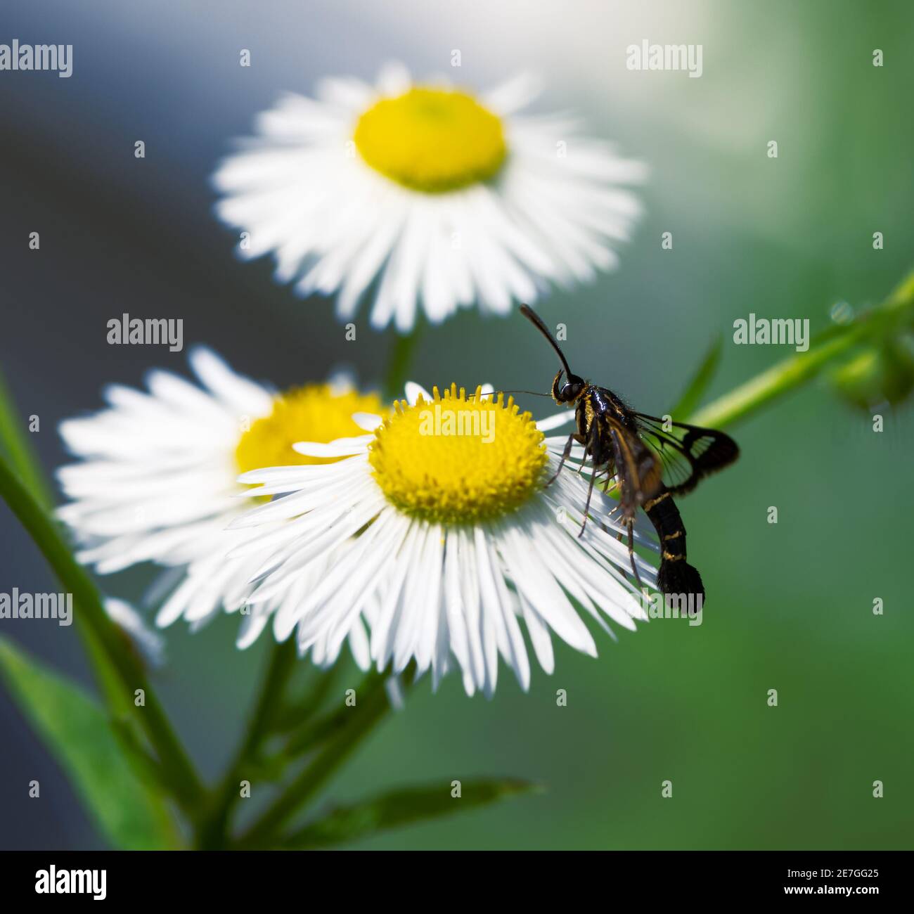 Makro einer klaren Motte auf einer weißen Asterblume Stockfoto