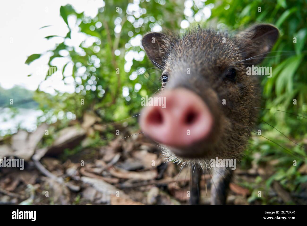 Porträt mit geringer Schärfentiefe und verschwommener Schnauze eines niedlichen kleinen jungen Wildschweins, der im Regenwald von nueva loja, ecuador, südlich von Ame, neugierig ist Stockfoto