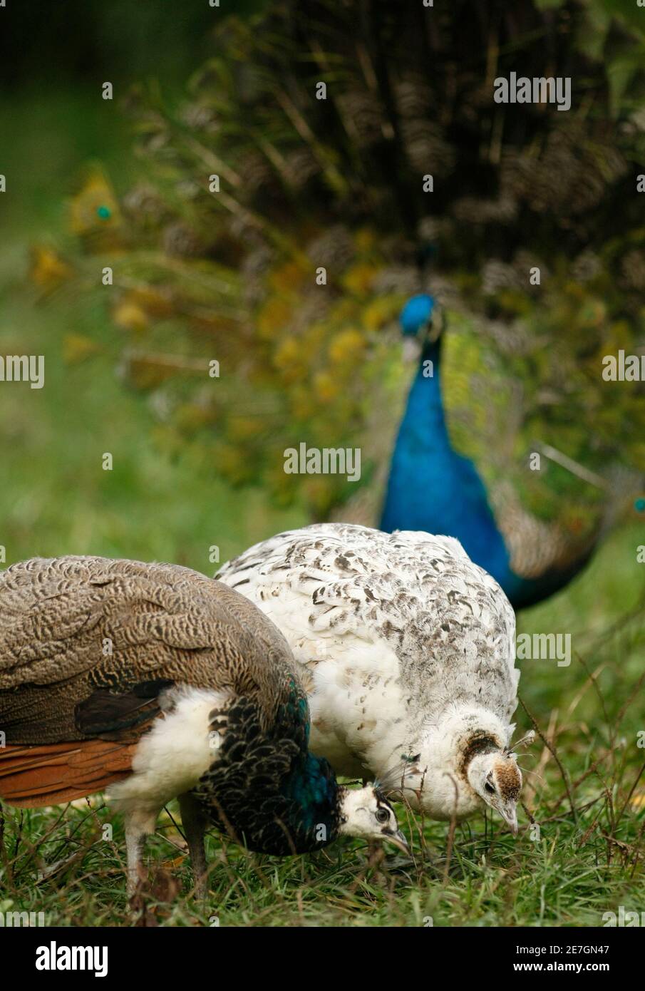 Pfau Zeigt Seine Federn Stockfotos Und Bilder Kaufen Alamy